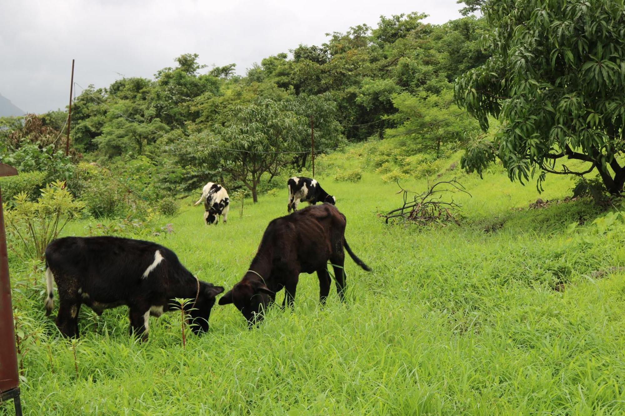 Shinde'S Tikona Valley Farm Villa Pune Luaran gambar